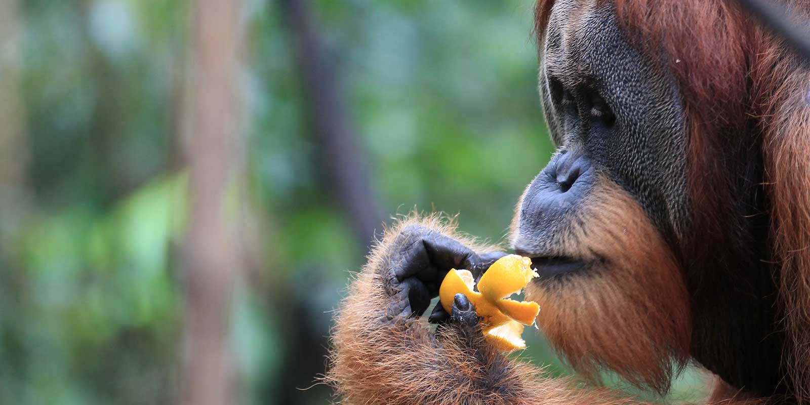 Orang Utan Coffee