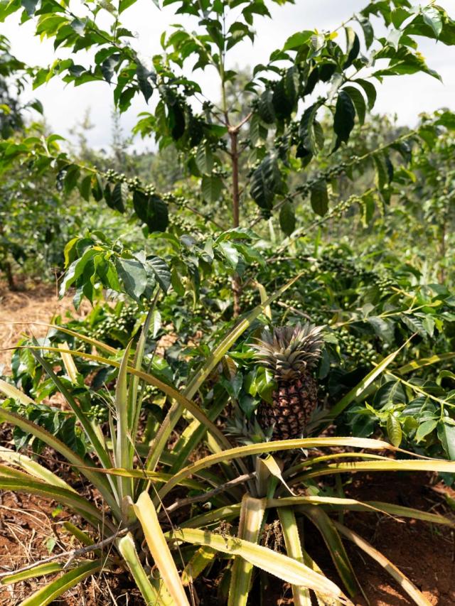 LifestyleB2CQuaternaryImageWebName  