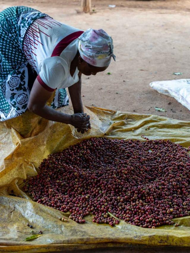 Kenya Gicherori Lysristet