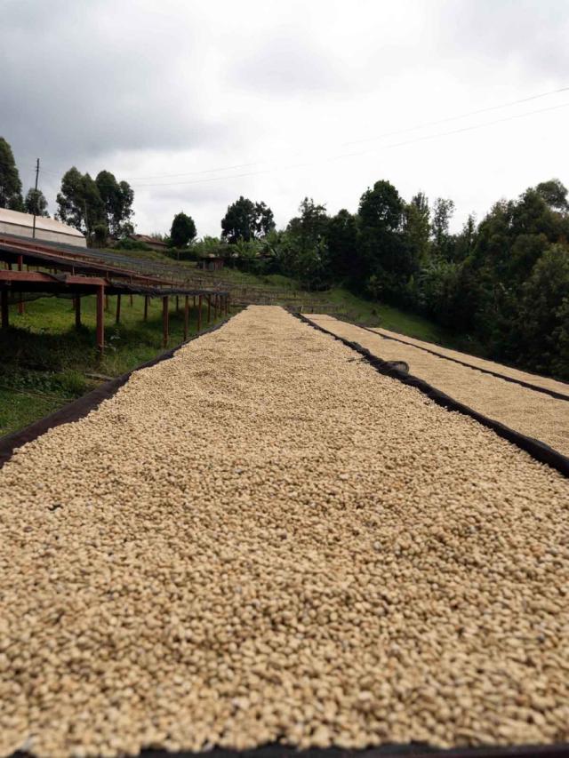 Kenya Gicherori Lysristet