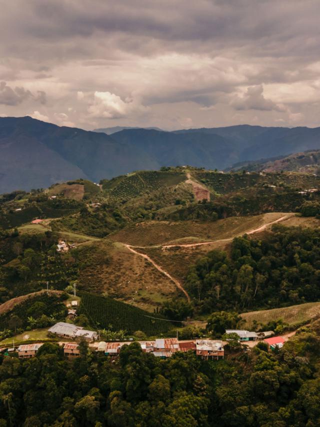 Økologisk Mørkristet