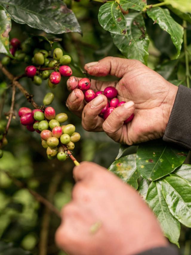 Orang Utan Mellemristet