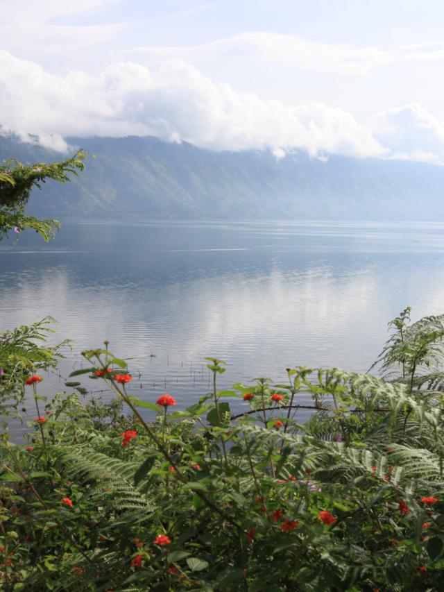 Orang Utan Mellemristet