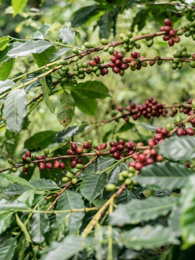 Orang Utan Mellemristet