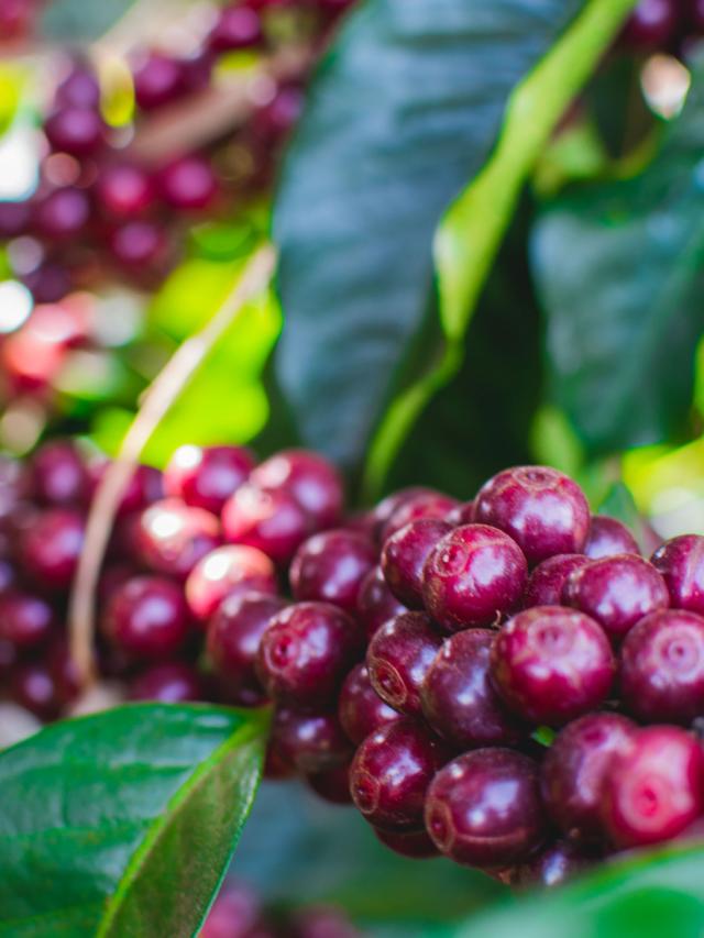 LifestyleB2CPrimaryImageWebName 