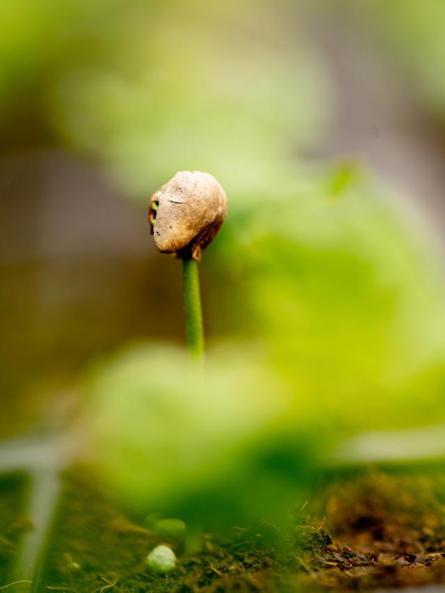 Brasilien Daterra Mellemristet