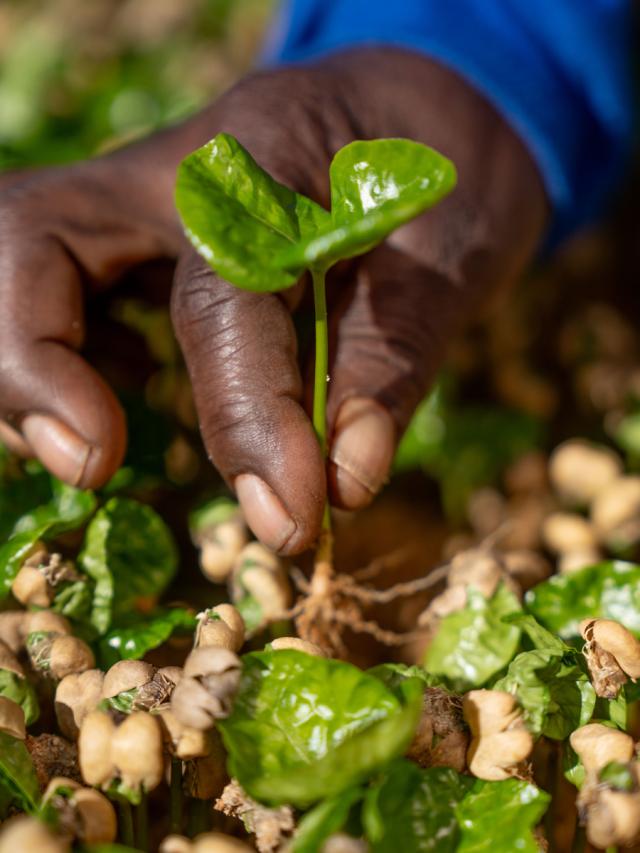 Brasilien Daterra Mellemristet