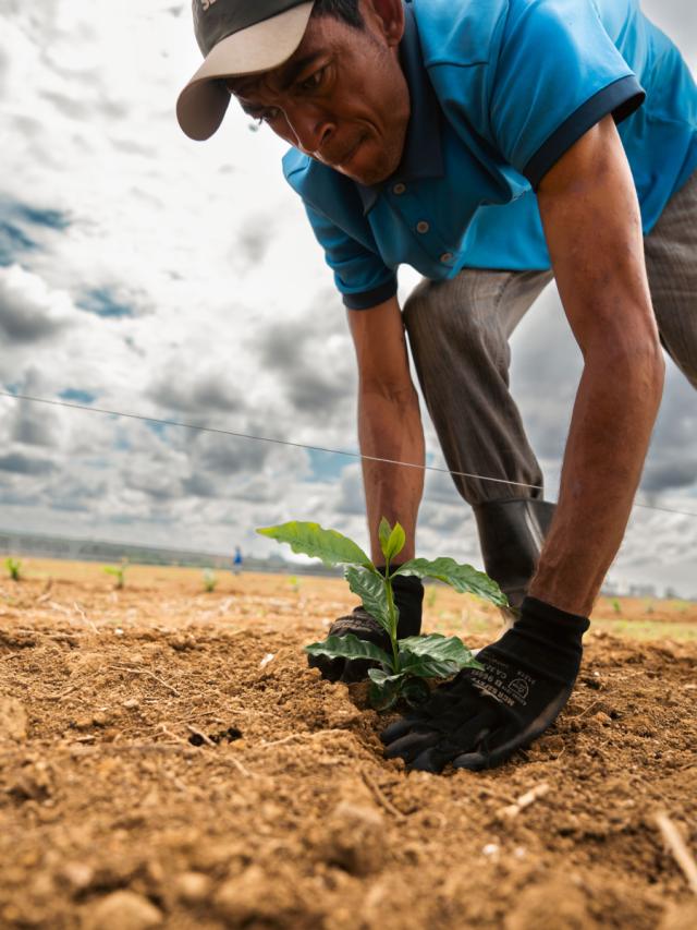Brasilien Daterra Mellemristet