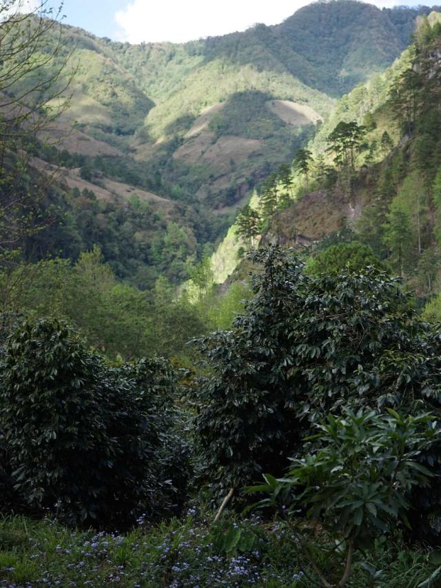 Honduras Zapote Lysristet