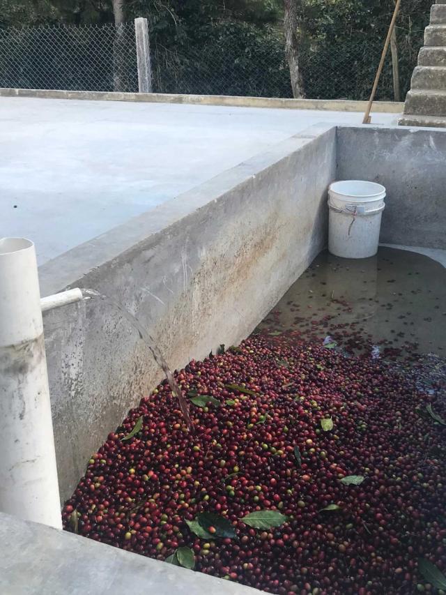 Honduras Zapote Lysristet