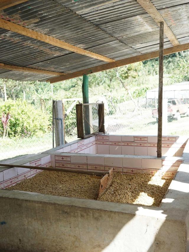 Honduras Zapote Lysristet