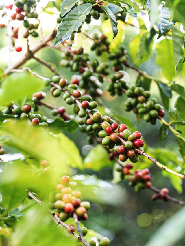 LifestyleB2CQuaternaryImageWebName  