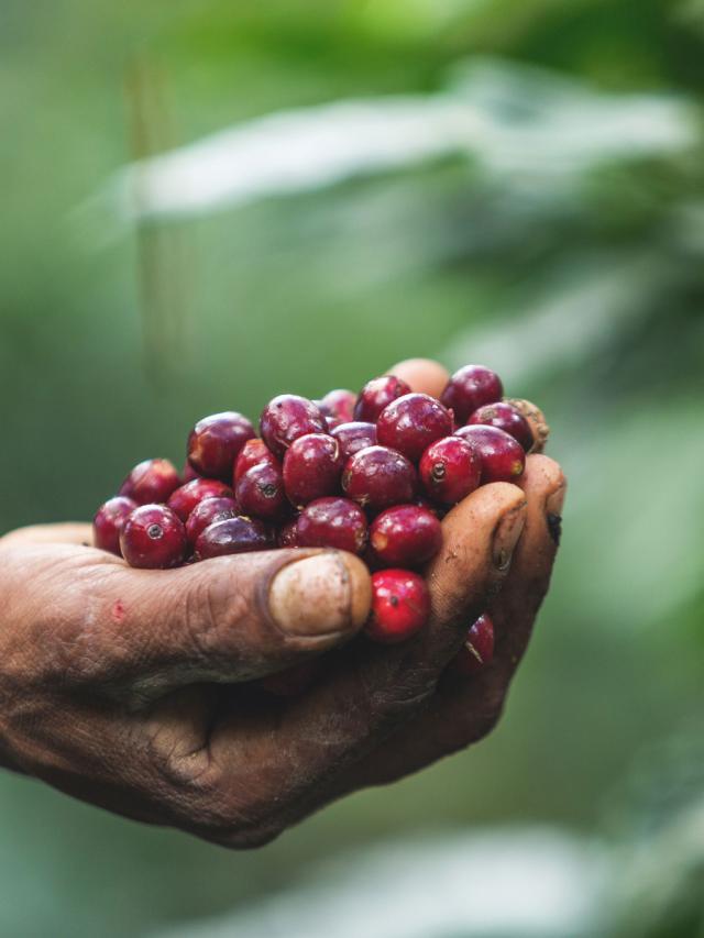 Honduras Biodynamisk Mellemristet