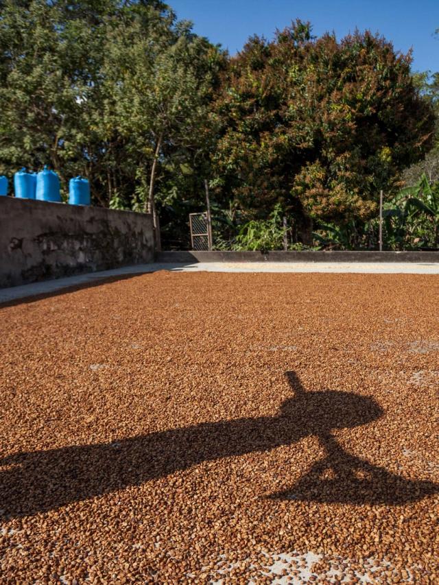 Honduras Biodynamisk Mellemristet