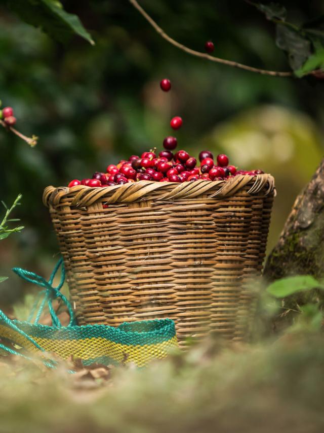 Honduras Biodynamisk Mellemristet