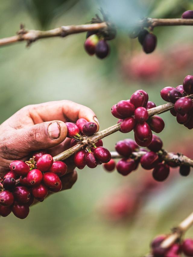 LifestyleB2CPrimaryImageWebName 