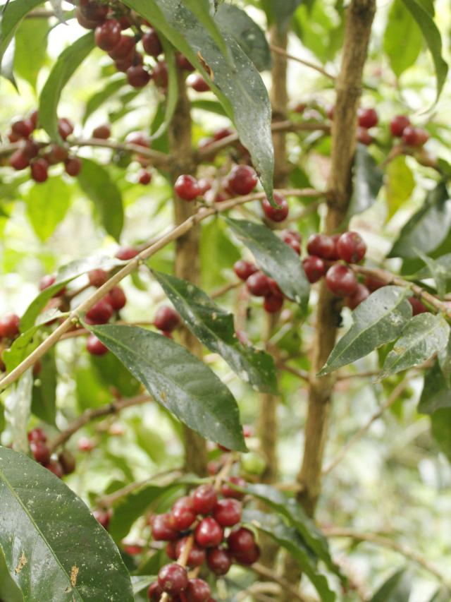 LifestyleB2CSecondaryImageWebName 