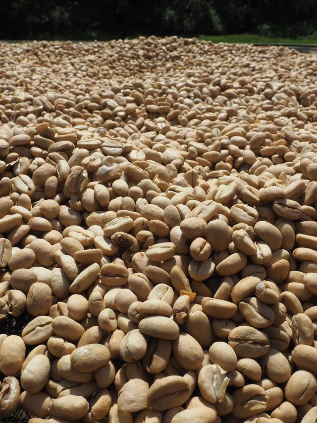 Etiopien Gedeb Chelichele Lysristet