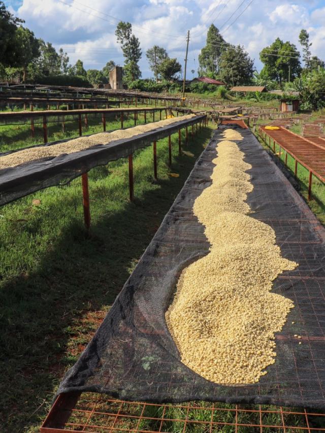 Colombia Santander Lysristet