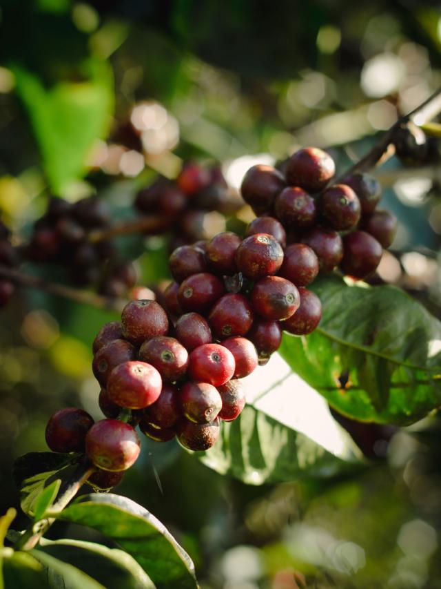 Costa Rica Corazon de Jesus Lysristet