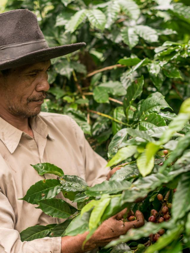 Orang Utan Mellemristet