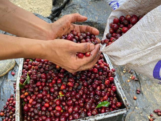 Hænder holder kaffebær over cajuela som er en jernkasse der definerer et kaffemål som bruges i Costa Rica