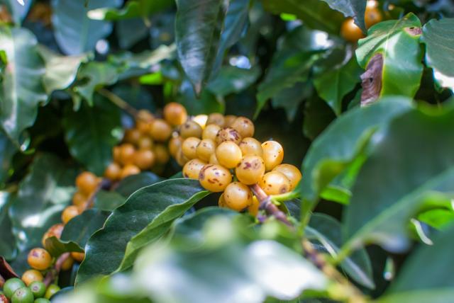 Modne gule kaffebær på kaffebusk