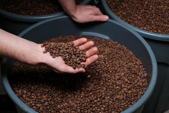 Friskristede kaffebønner holdes i en hånd over en spand med kaffebønner