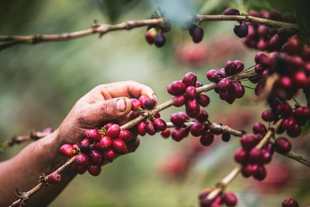 Hånd plukker kaffebær på kaffegren