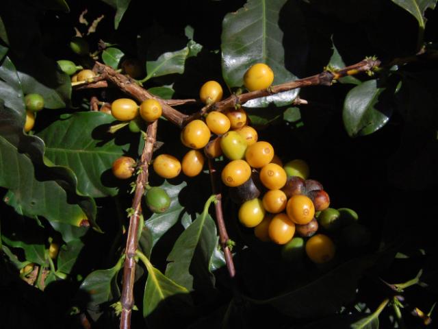 gule kaffebær på en gren med grønne blade