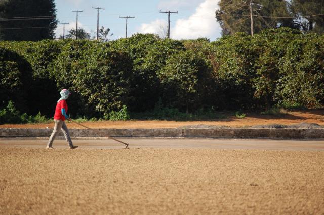 Kaffearbejder vender tørrende kaffebønner med en rive på et patio i solen