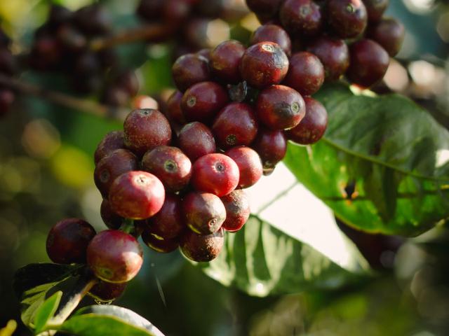 et nærbillede af mørkerøde kaffebær der sidder tæt om en gren på en kaffebusk