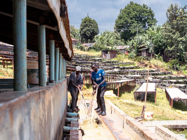 To medarbejdere skubber kaffebønnerne igennem vandet i en vandkanal på en forarbejdningsstation i Kenya