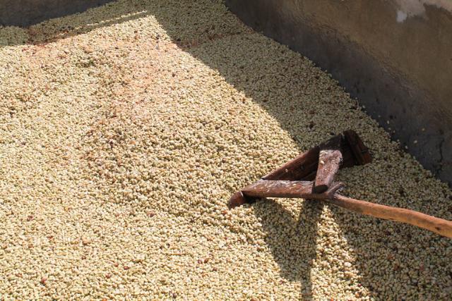 Kaffebønner i fermenteringstank skubbes og vendes rundt med et rive-lignende træredskab