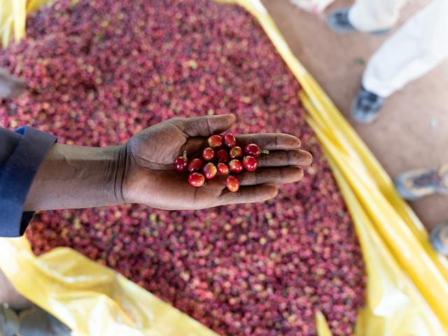 Hånd holder røde kaffebær frem henover en bunke modne kaffebær der ligger på en gul presenning