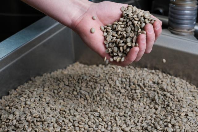 en hånd holder en håndfuld grønne bønner