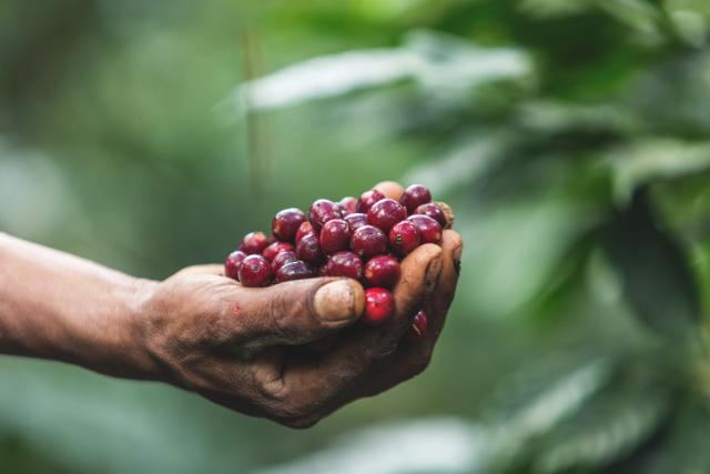 En hånd holder en håndfuld mørkerøde modne kaffebær ind i billedet