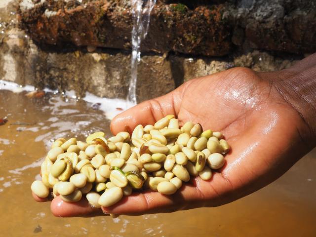 Hånd med nyvaskede kaffebær ved en vandkanal i sollys