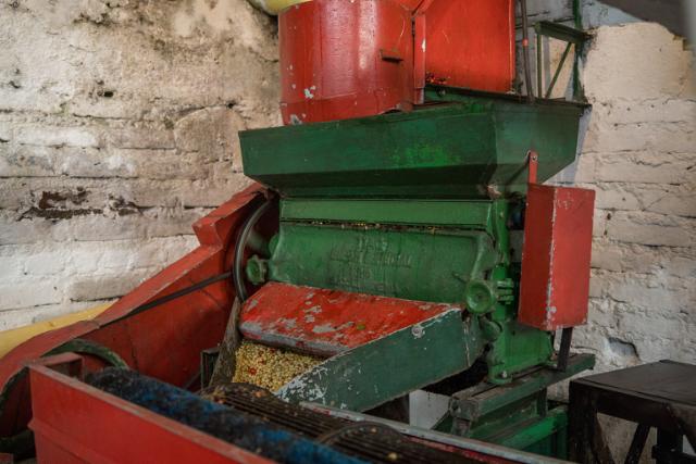 Kaffebønner i roterende afpulpermaskine under forarbejdning