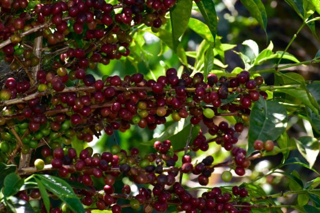 Closeup af grene med kaffebær på