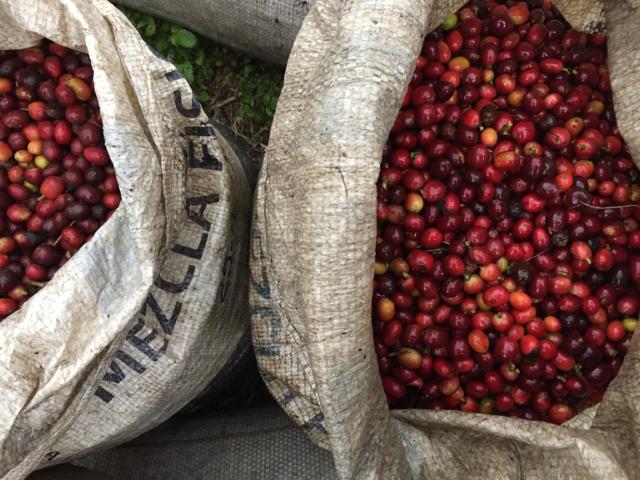 To sække fuld af modne røde kaffebær