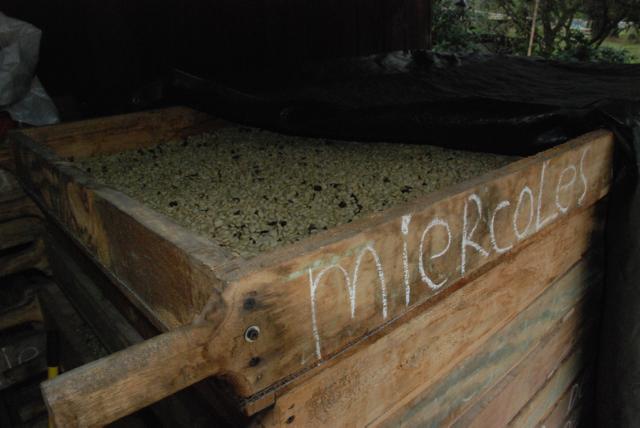 Tørrende kaffebønner i bakke