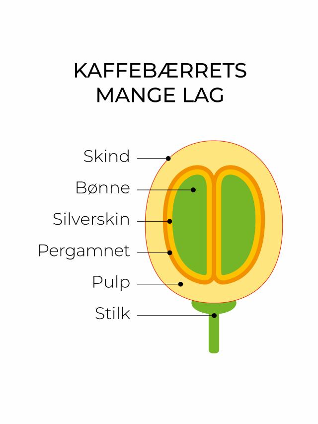 tegning af kaffebærets forskellige lag