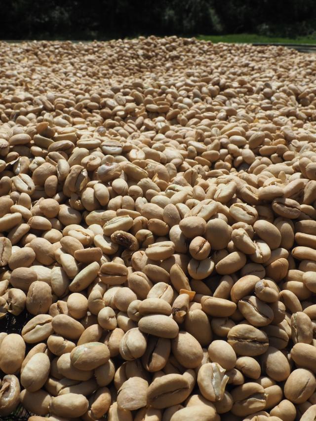 grønne kaffebønner ligger og tørrer i solen i Etiopien