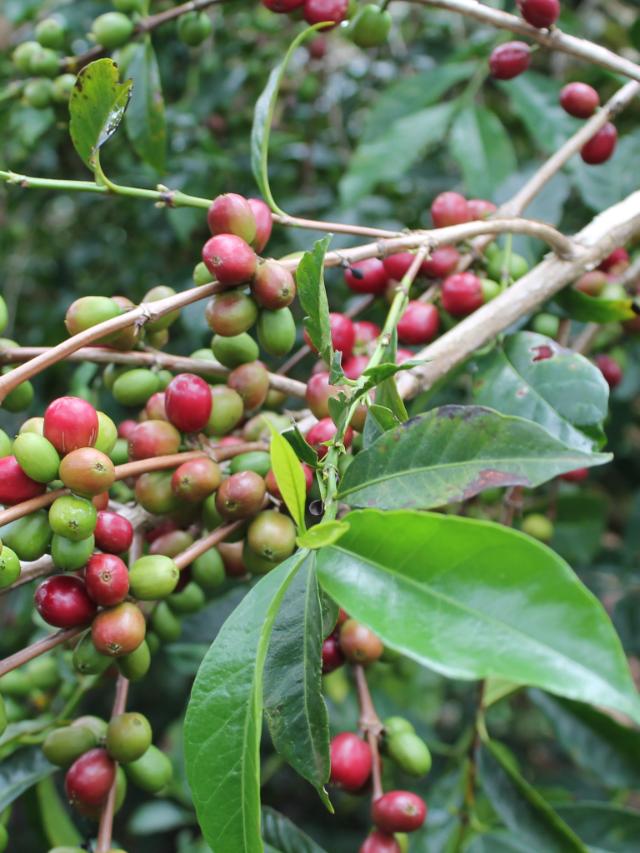 et kaffetræ med grønne og røde kaffebær på 
