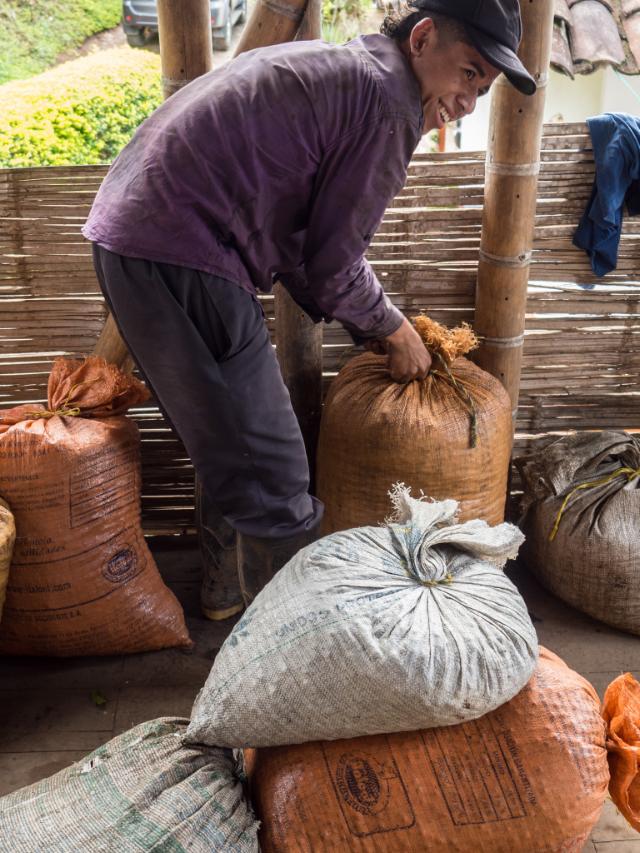 mand pakker kaffebær i en kaffepose
