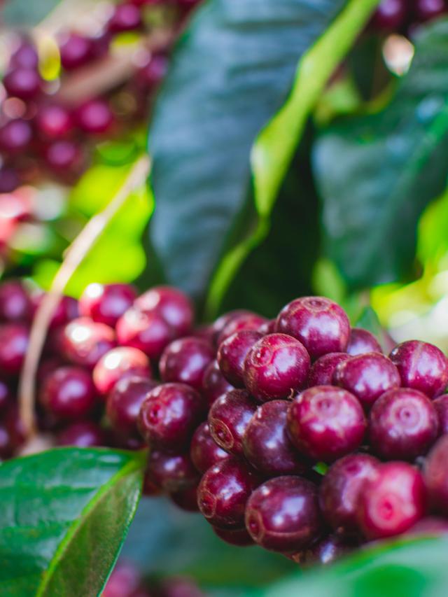 Røde modne kaffebær på en gren 