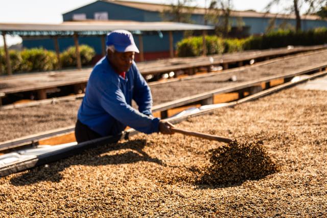 Kaffearbejder vender tørrende kaffebønner på tørrebord