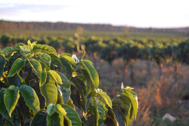 Nærbillede af kaffeplante på en stor kaffefarm in Colombia