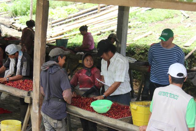 Flere mennesker står omkring et sorteringsbord hvorpå der ligger røde kaffebær